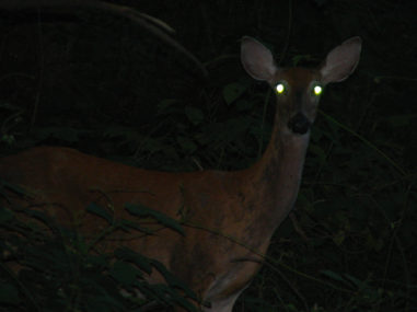 Deer in the Headlights: Low Light Awareness – JS2AppDev